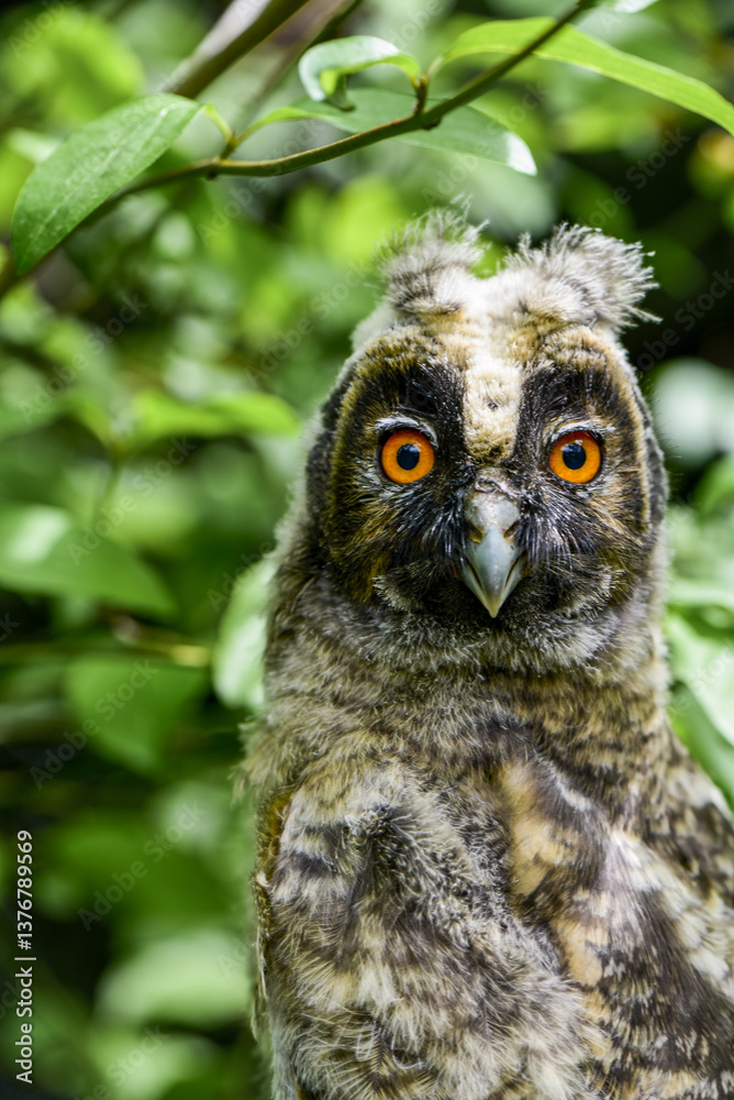 Waldohreule (Asio otus), juvenil, Österreich, NIederösterreich