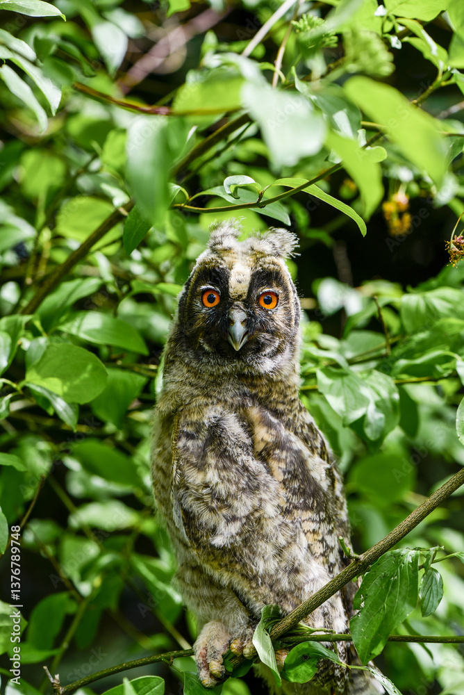 Waldohreule (Asio otus), juvenil, Österreich, NIederösterreich