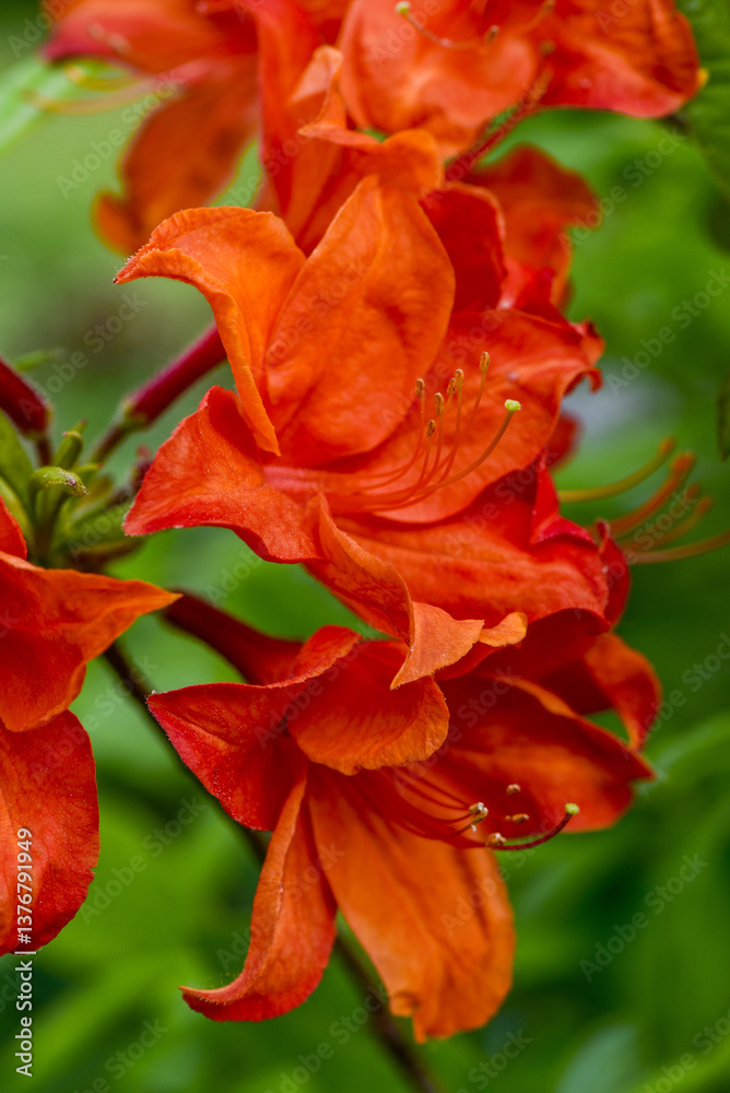 Azalee, Gartenform, Rhododendron, Österreich, NIederösterreich