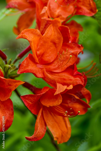 Obraz na płótnie Azalee, Gartenform, Rhododendron, Österreich, NIederösterreich w salonie
