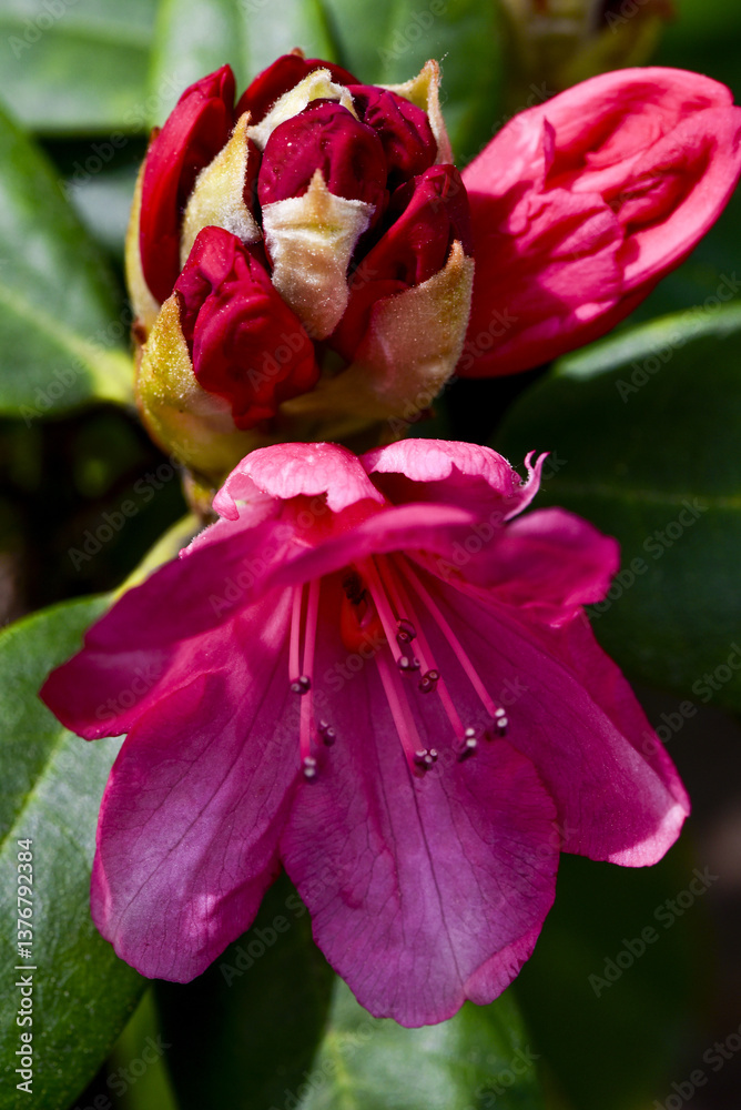 Rhododendron, Österreich, NIederösterreich, Südliches NÖ, Eg
