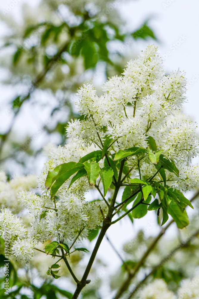 Zierbaum, Garten, Siebolds Blumen-Esche (Fraxinus sieboldiana),