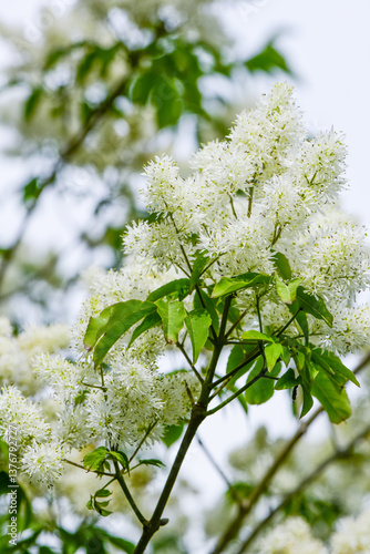 Obraz na płótnie Zierbaum, Garten, Siebolds Blumen-Esche (Fraxinus sieboldiana), w salonie