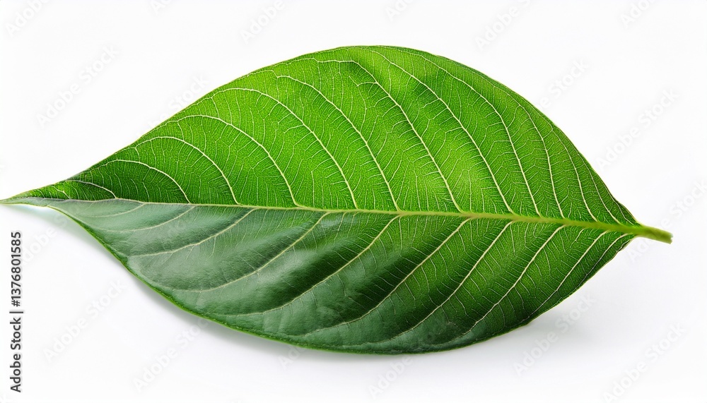 Obraz premium leaf clipping path leaves isolated on white background