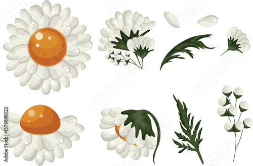 Large set of various white daisy buds of different shapes and bud opening states, for various floral designs and backgrounds