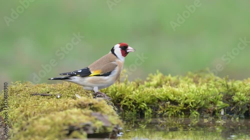 European Goldfinch (Carduelis carduelis) Drinking Water in a Forest with a Beautiful Green Background. Slow motion.