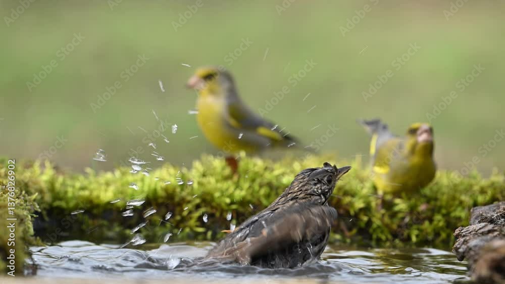 Song Thrush (Turdus philomelos) serene scene of a Song Thrush splashing in a forest puddle,while Greenfinches perch peacefully in the green background. Slow motion. Song Thrush (Turdus philomelos) serene scene of a Song Thrush splashing in a forest puddle,while Greenfinches perch peacefully in the green background. Slow motion.