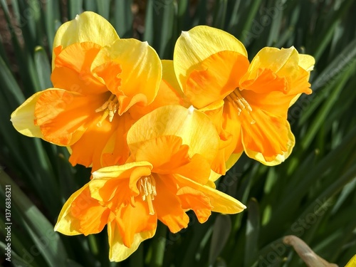 narcissus daffodil flower blooming in the early spring