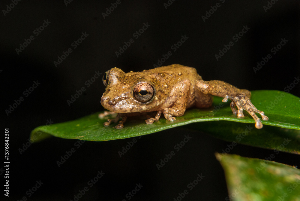 Fototapeta premium Gênero scinax. Sapos, pererecas e rãs Brasileiras