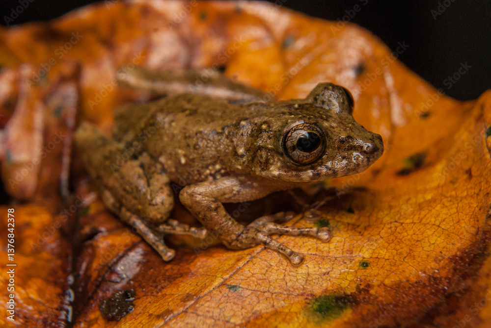 Obraz premium Sapos, pererecas e rãs Brasileiras