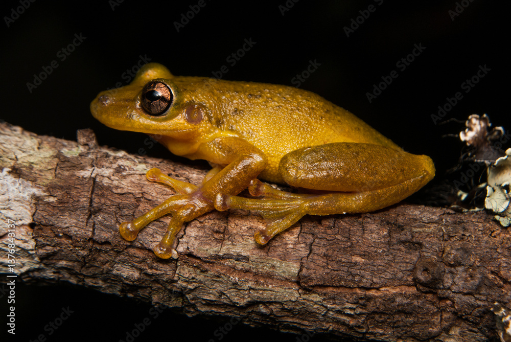 Obraz premium Scinax spp. Sapos, pererecas e rãs Brasileiras