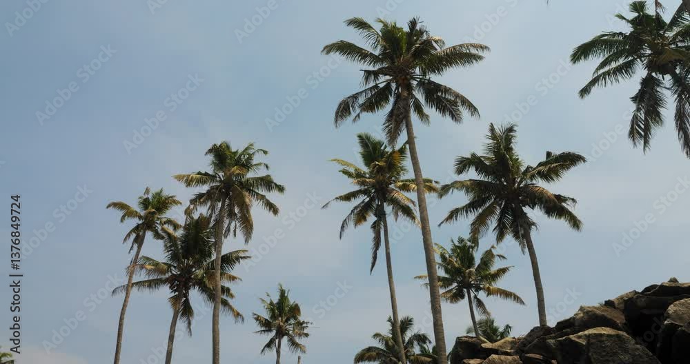 Palm trees gently swaying in the wind along a beach during the afternoon. Soft, dim light casts a tranquil, serene atmosphere on the tropical coastal scene. Palm trees gently swaying in the wind along a beach during the afternoon. Soft, dim light casts a tranquil, serene atmosphere on the tropical coastal scene.