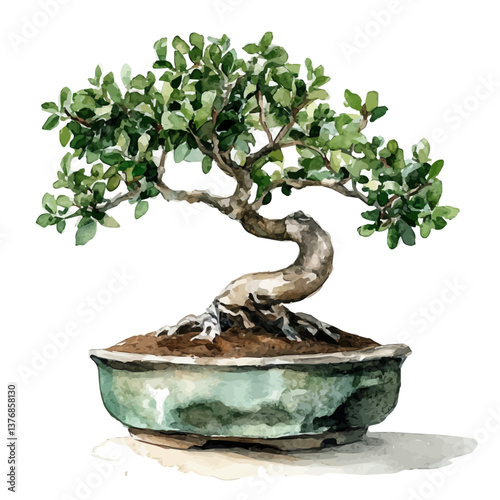 A watercolor of a jade bonsai, isolated on a white background. Jade Bonsai vector.

