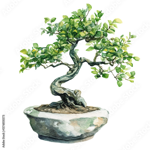 A watercolor of a jade bonsai, isolated on a white background. Jade Bonsai vector.

