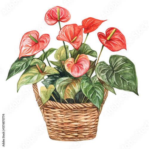 A watercolor of an anthurium bouquet in a basket, isolated on a white background. Anthurium Bouquet in a Basket vector.

