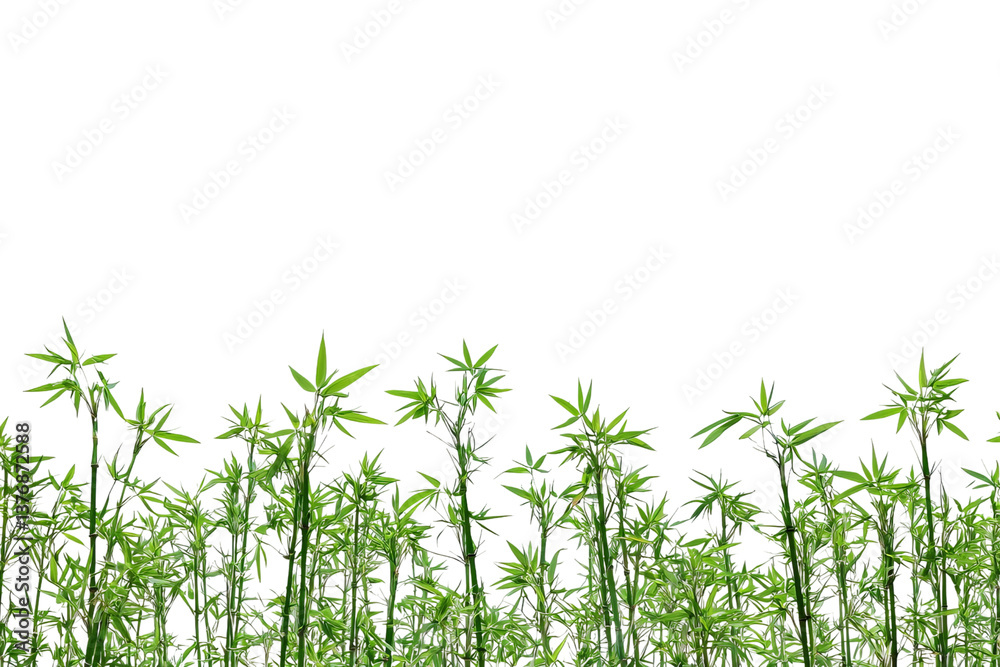 Obraz premium Lush green plants flourish against a dark backdrop, showcasing vibrant foliage and intricate leaf patterns.