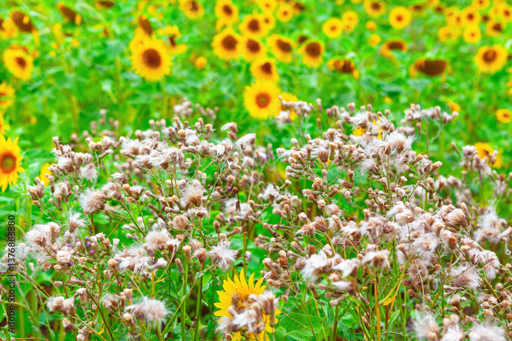 Vibrant field of sunflowers in full bloom, bright yellow petals standing out beautifully. Foreground with dried seed heads of create a fascinating texture and contrast with lively sunflowers