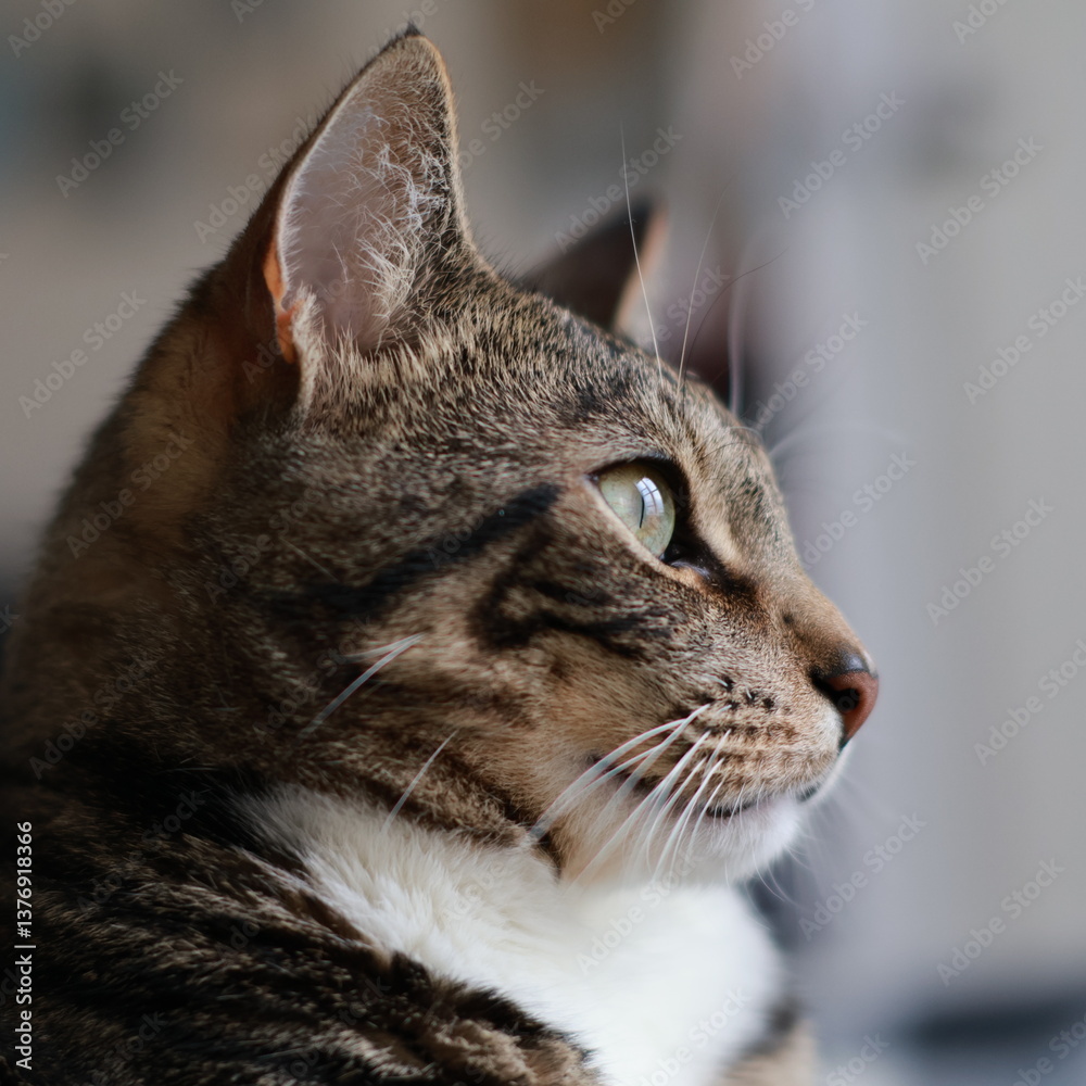 Cat, tabby cat, close-up, feline Cat, tabby cat, close-up, feline