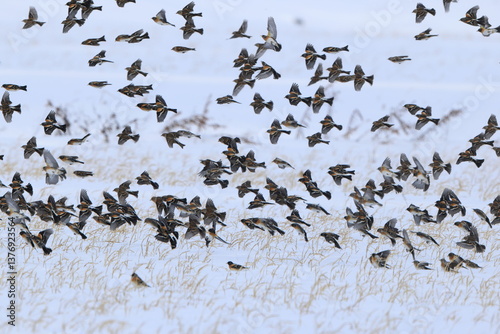 Quadro su tela The brambling (Fringilla montifringilla) is a small passerine bird in the finch family Fringillidae