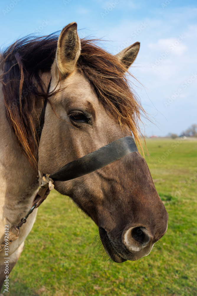 Obraz premium Close-up portrait of a beige horse. The horse's head is large.