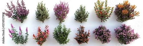 A variety of realistic 3D renderings of heather bushes arranged in rows on a white background, from