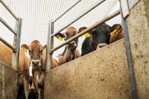 Jersey cows in a confined dairy farm area  
