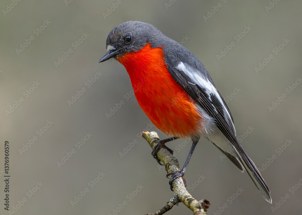 Fototapeta premium Flame Robin