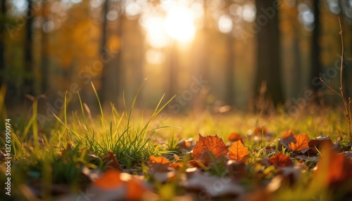 Fototapeta Naklejka Na Ścianę i Meble -  Shallow depth of field photo autumn forest floor. Sun rays illuminate the ground and fall leaves. Nature seasonal landscape, bright sunlight bokeh effect on background trees.