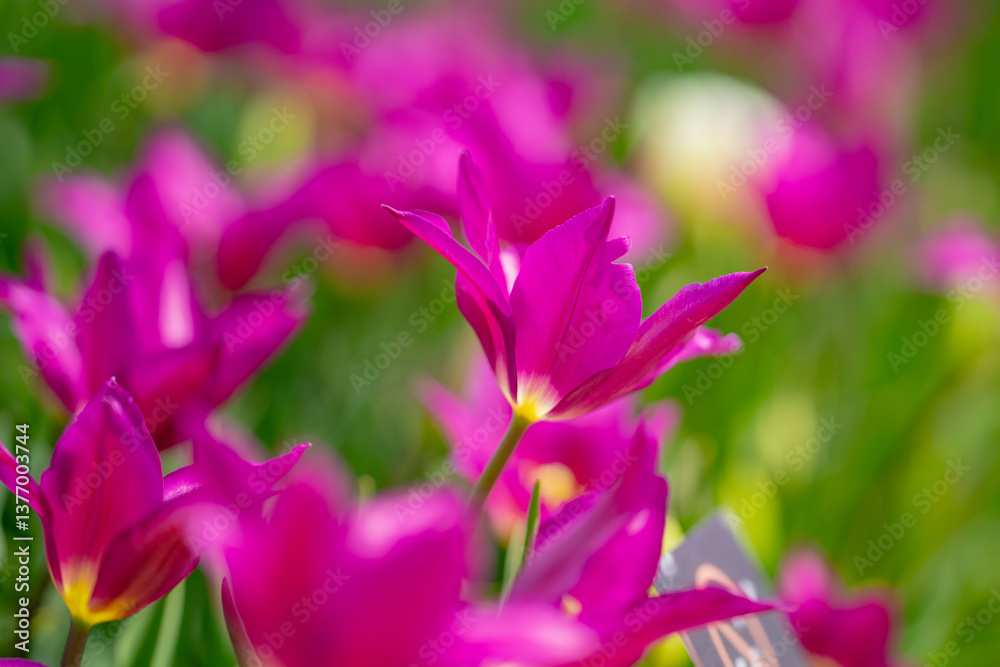 Tulips in a vibrant spring field in the Netherlands. Blooming spring flowers. Tulips flower in garden. Spring flowers blooming in the garden. Field of tulips. Spring flowers. Tulips in a vibrant spring field in the Netherlands. Blooming spring flowers. Tulips flower in garden. Spring flowers blooming in the garden. Field of tulips. Spring flowers.