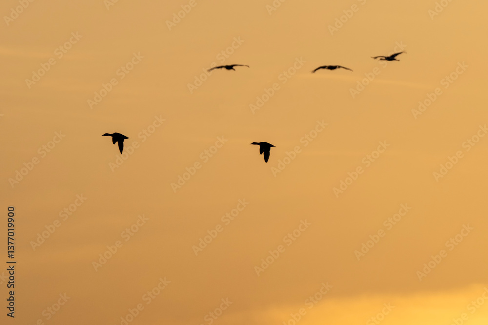 Fototapeta premium Pintail ducks & Sandhill cranes at sunset; Crane Trust; Nebraska