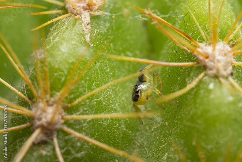 Spider on a green cactus photo