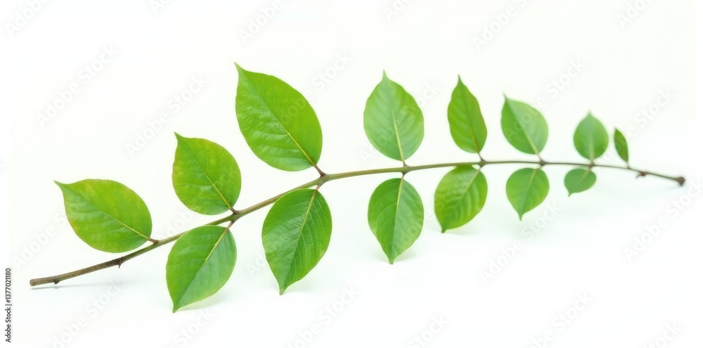 Obraz premium Delicate branch with leaves isolated on white background, branches, green, nature