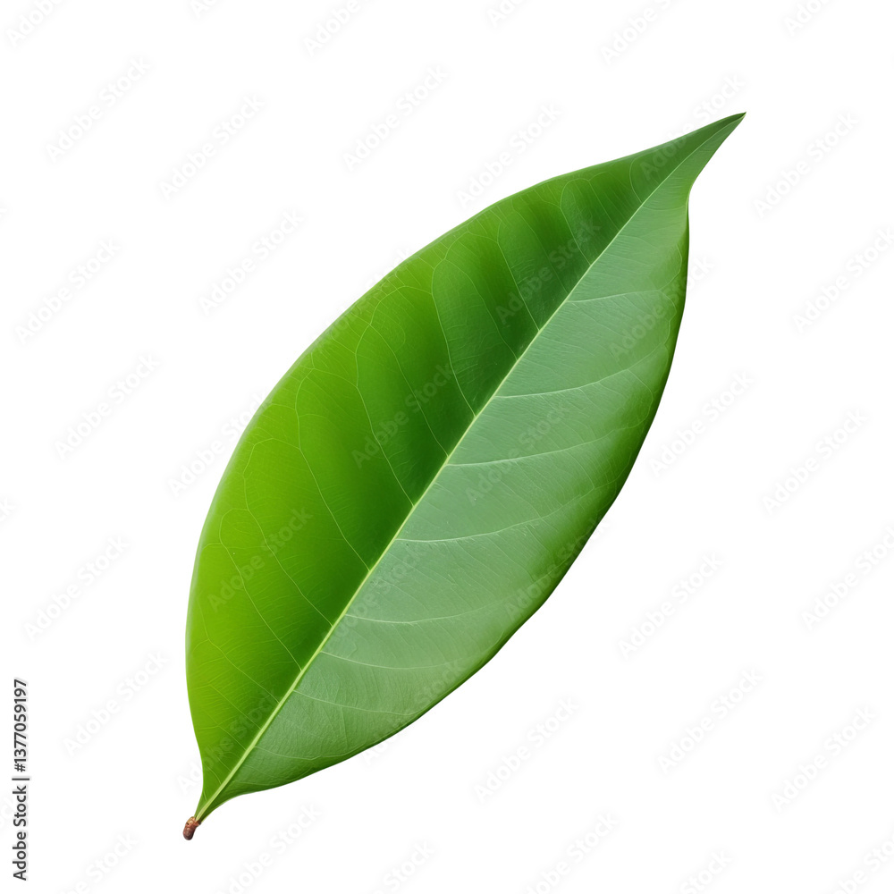 Obraz premium green leaf on white background