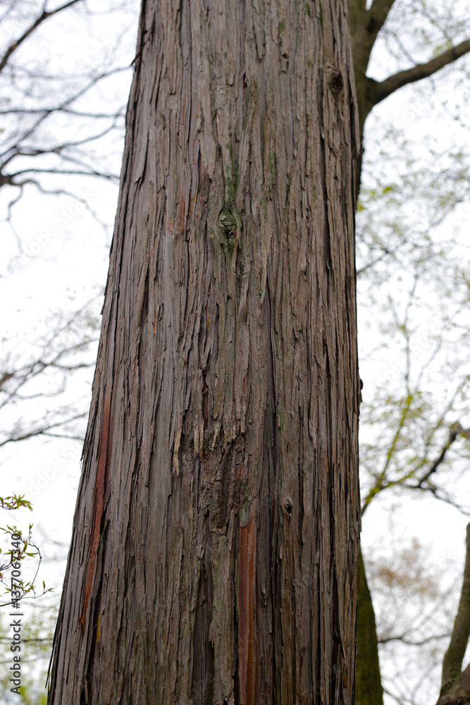 Fototapeta premium A large tree in Japan forest