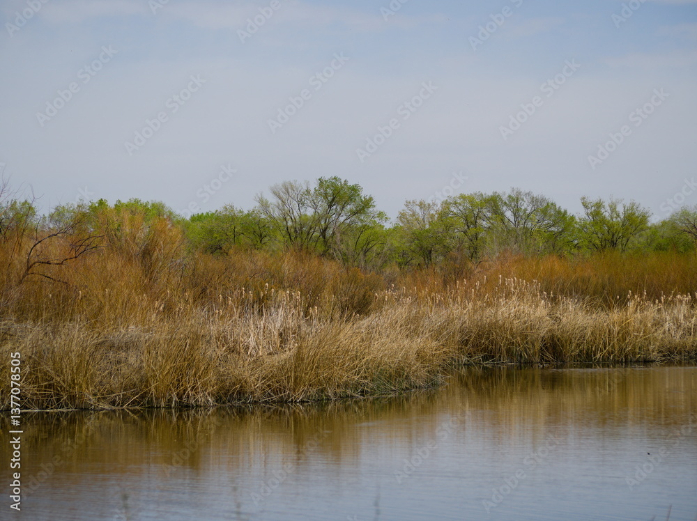 Scenic wetlands showcasing dense vegetation and a tranquil reflective water surface under a clear blue sky. Captures the serenity and beauty of nature in a vibrant and calm atmosphere. Scenic wetlands showcasing dense vegetation and a tranquil reflective water surface under a clear blue sky. Captures the serenity and beauty of nature in a vibrant and calm atmosphere.