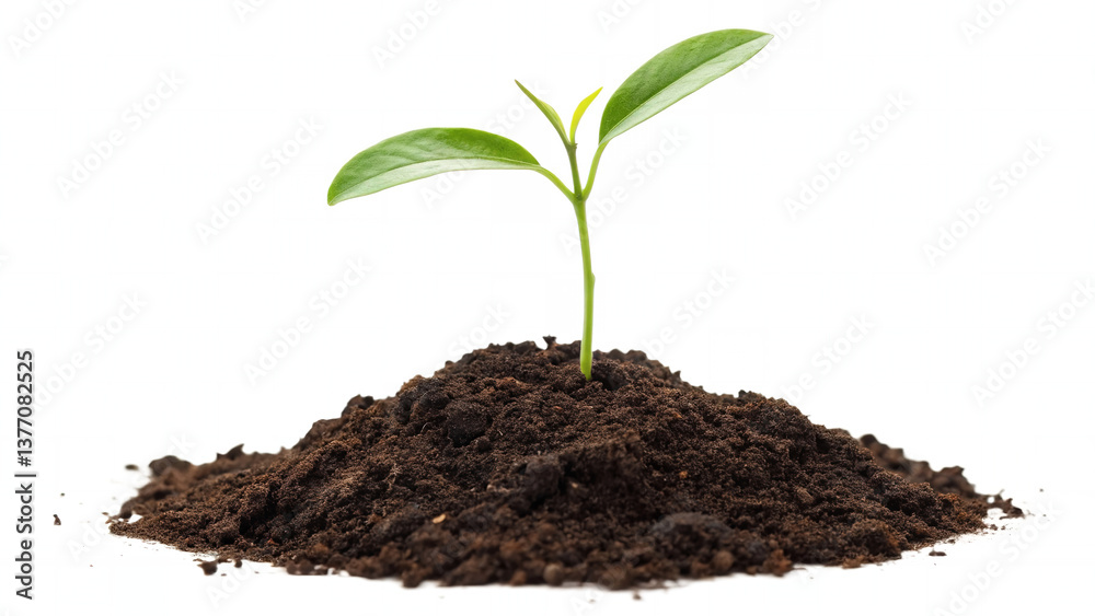 Fresh Green Seedling Growing from Dark Soil Fresh Green Seedling Growing from Dark Soil