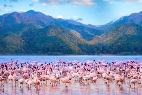Africa. Kenya. Lake Nakuru. Flamingo. Flock of flamingos. The nature of Kenya. Birds of Africa.