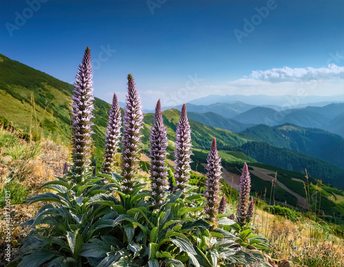 Beautiful purple lupine flowers bloom on a spring garden during golden hour	