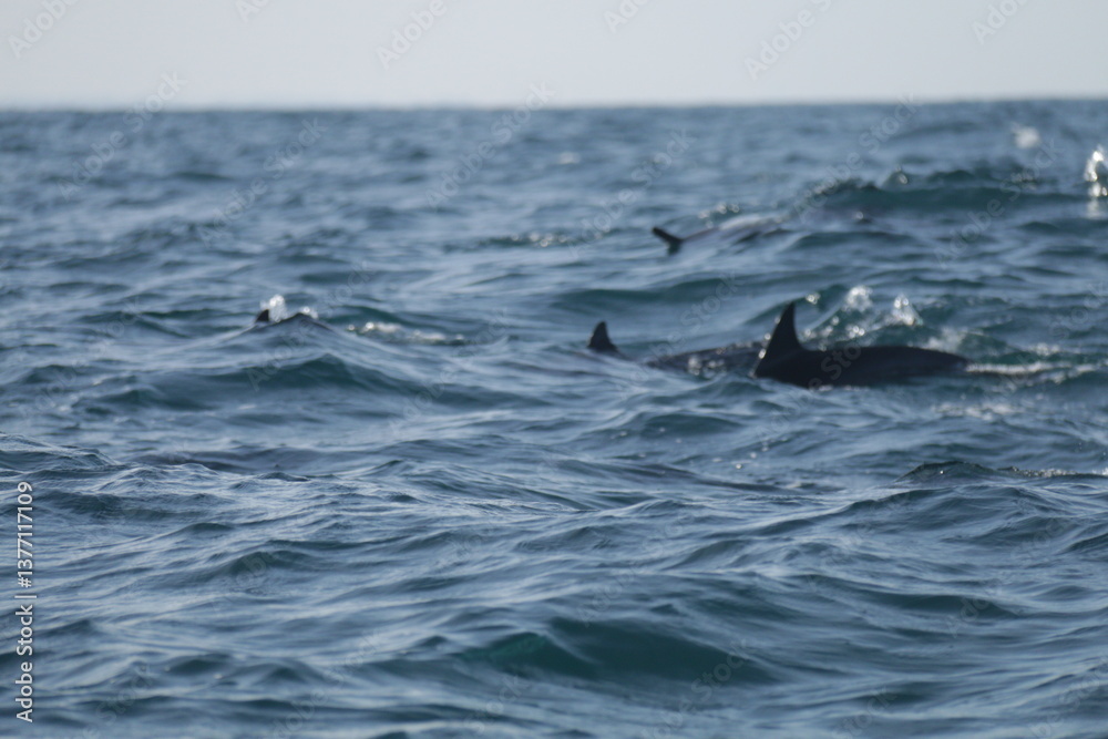 Fototapeta premium Amazing Dolphins in the Indian Ocean, Sri Lanka 