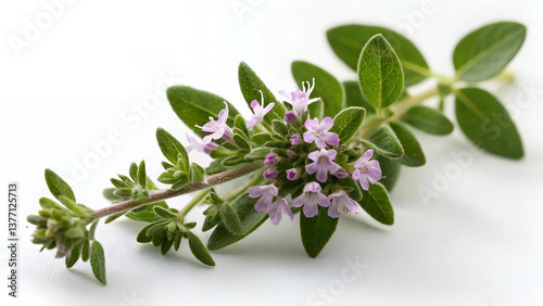 Fresh Thyme with Purple Flowers