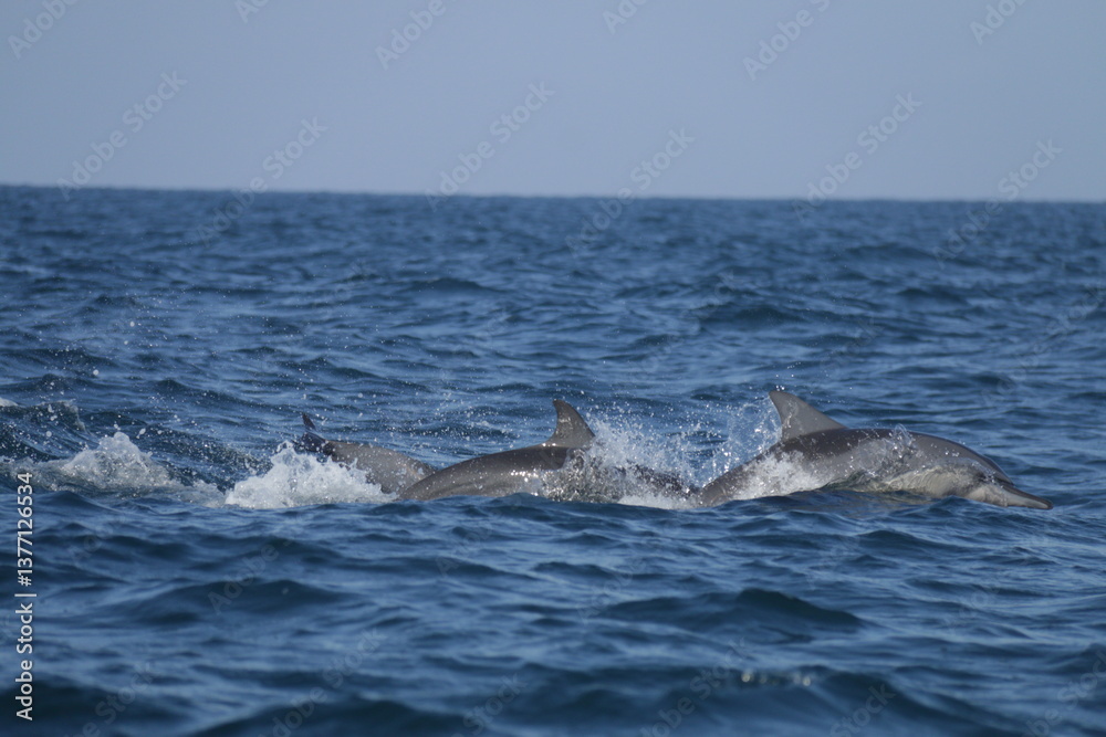 Fototapeta premium Amazing Dolphins in the Indian Ocean, Sri Lanka