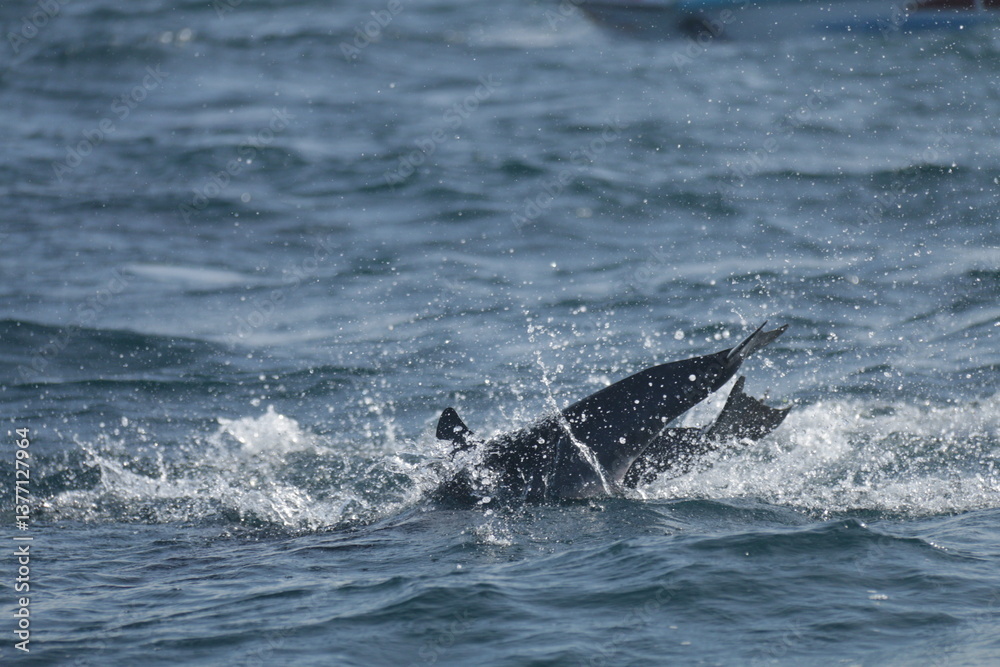 Naklejka premium Amazing Dolphins in the Indian Ocean, Sri Lanka