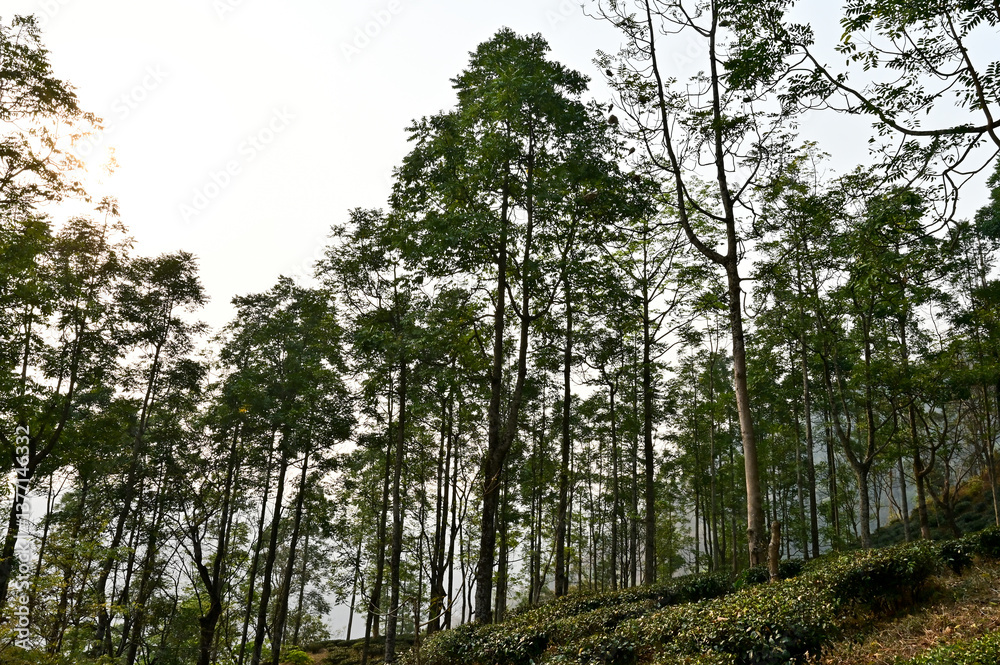 Fototapeta premium trees in the forest