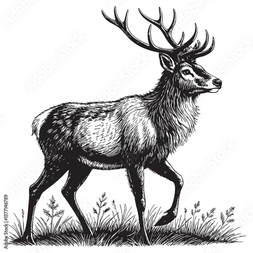 elk woodcut engraving vector illustration