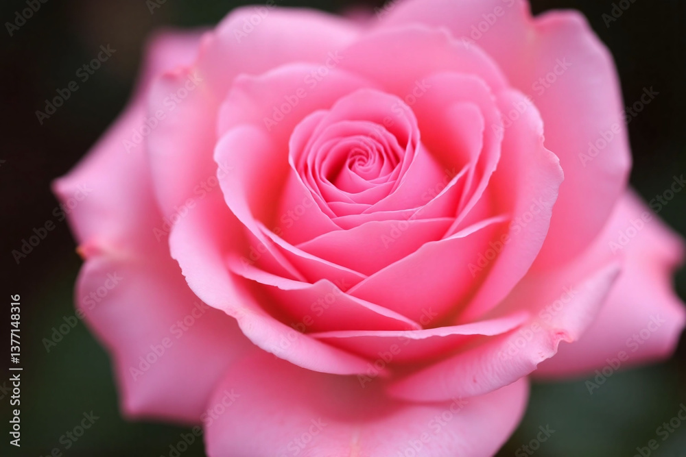close up of a pink rose on a pink cloth close up of a pink rose on a pink cloth