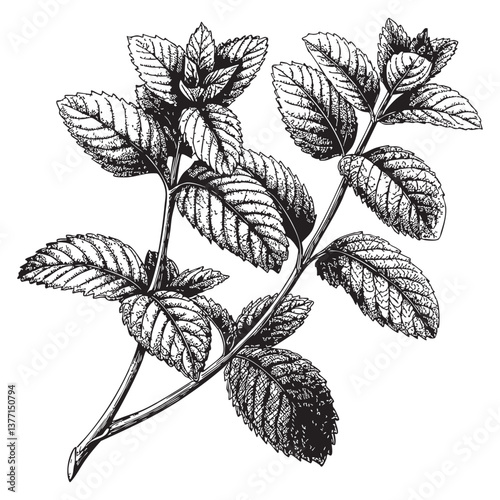  Mint Leaves Botanical woodcut engraving vector illustration