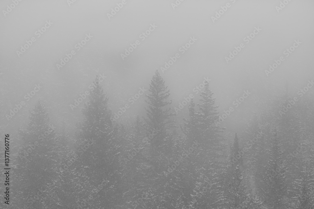 Winter Forest Shrouded in Heavy Fog and Snow Winter Forest Shrouded in Heavy Fog and Snow