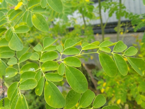 Close-up of the Bright Green Leaves of a Moringa Tree in a Natural Scene
