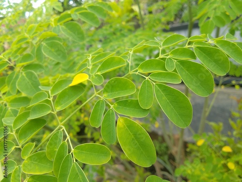 Close-up of the Bright Green Leaves of a Moringa Tree in a Natural Scene