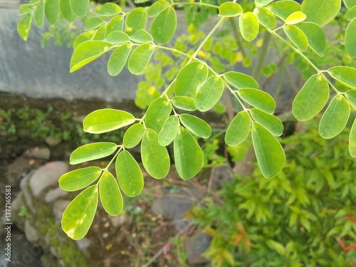Close-up of the Bright Green Leaves of a Moringa Tree in a Natural Scene